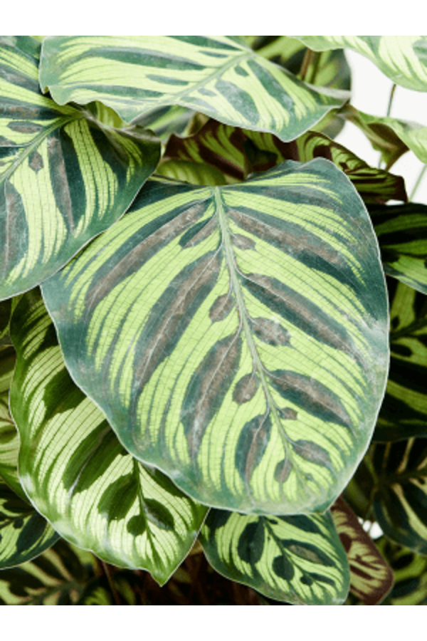 Calathea Makoyana