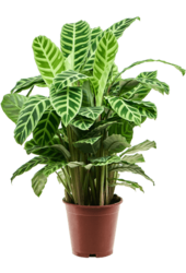 Calathea zebrina