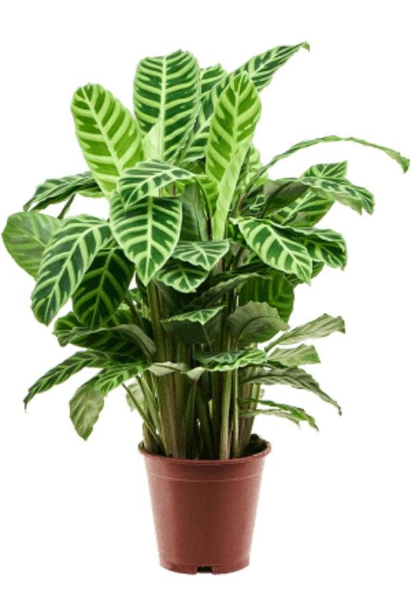 Calathea zebrina
