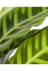 Calathea zebrina