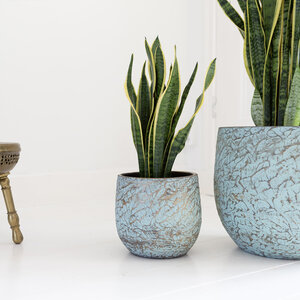 Planten in pot