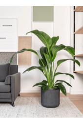 Baq Vertical Rib Cylinder Anthracite - sale