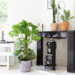 Hippe Planten