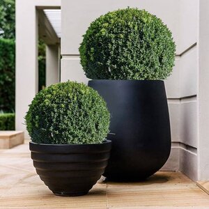 Buxus