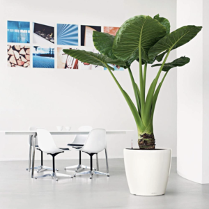 Moderne bloempotten