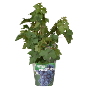 Fruitplanten
