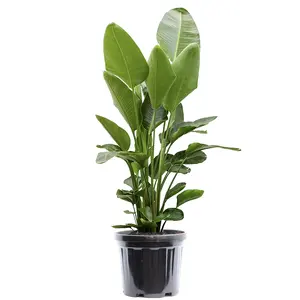 Kamerplanten Sale