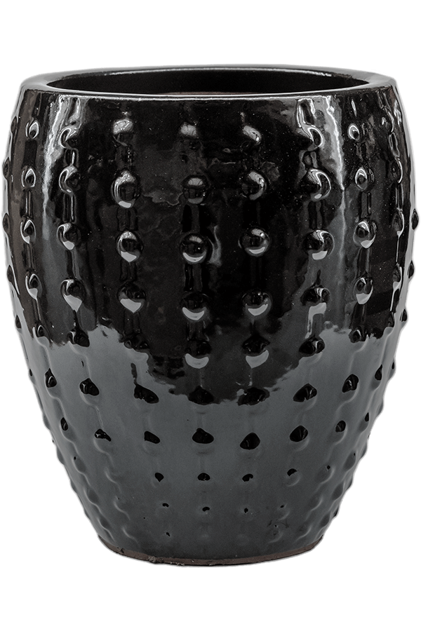 Laos Mini Emperor Cream