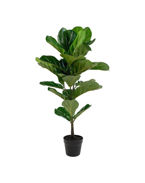 Fiddle Leaf Tree - Groen, PE-kunststof/polyester/cement, 36x46x100 cm