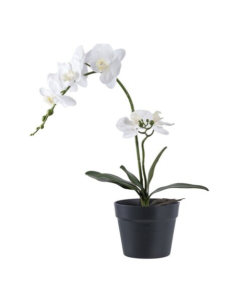 Orchidee