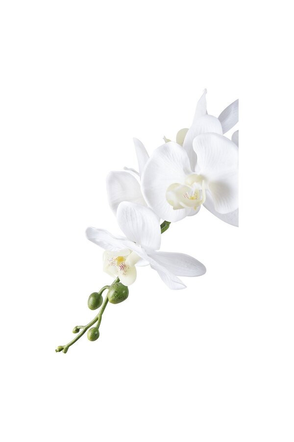 Orchidee