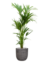 Kentia Palm in Bol Pot