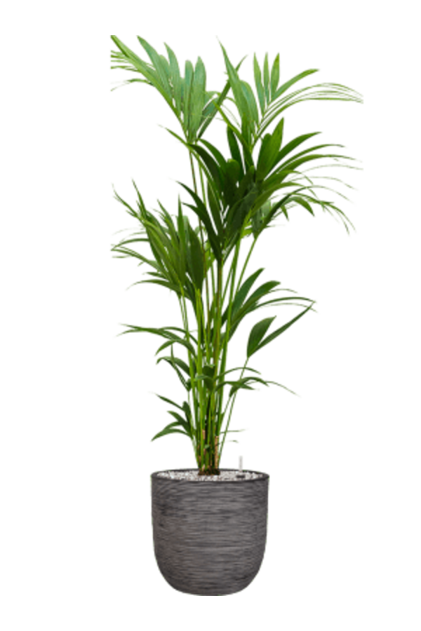 Kentia Palm in Bol Pot