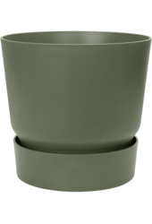 alocasia portadora in greenville pot