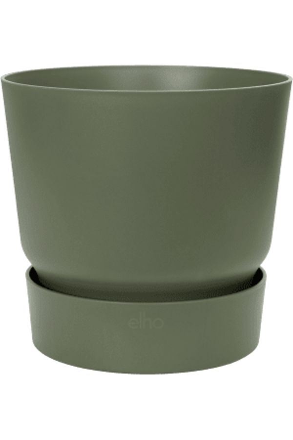 alocasia portadora dans un pot greenville