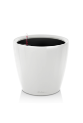 Bananier Kingsize dans Classico auto-irrigant