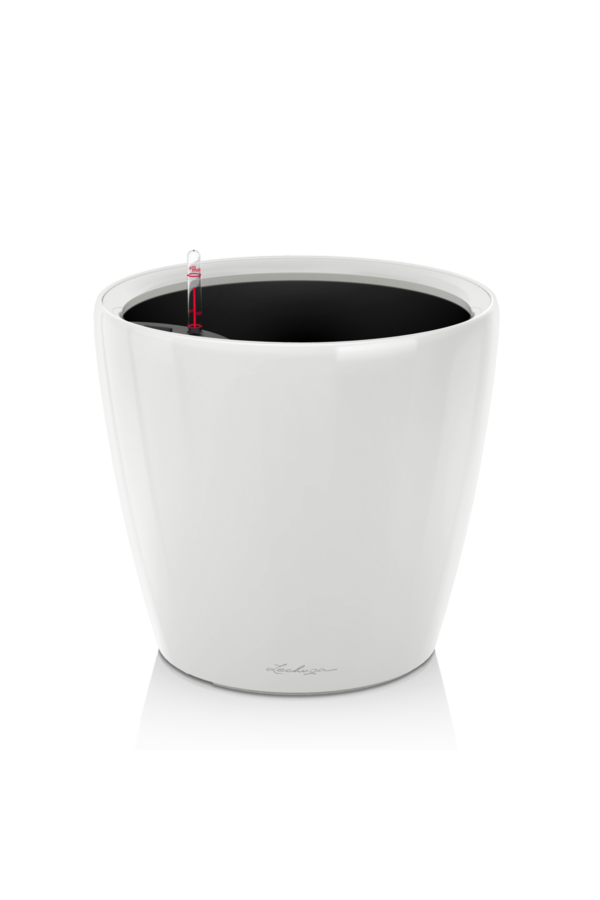 Bananier Kingsize dans Classico auto-irrigant