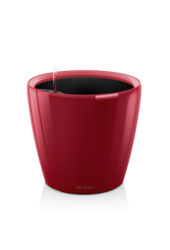 Bananier Kingsize dans Classico auto-irrigant