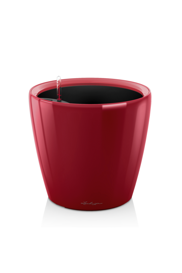 Bananier Kingsize dans Classico auto-irrigant