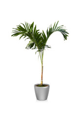 Palmier Kentia dans un Classico auto-arrosant