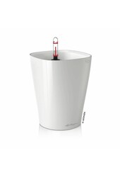 Sansevieria Kirkii dans un Deltini à réserve d'eau