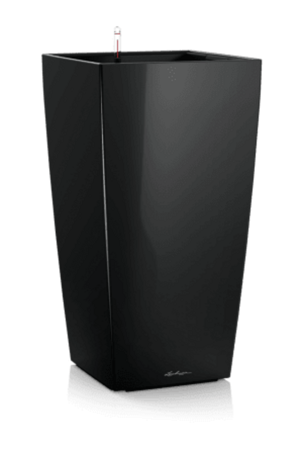 Rhapis dans un Cube à réserve d'eau