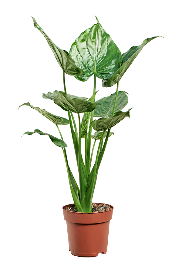 Alocasia Cucullata