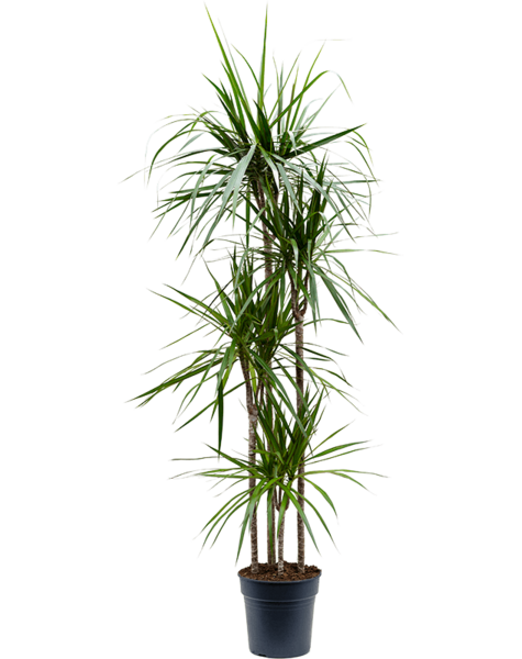 Dracaena