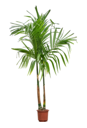 Areca Catechu