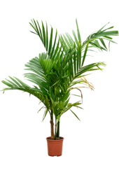 Areca Catechu