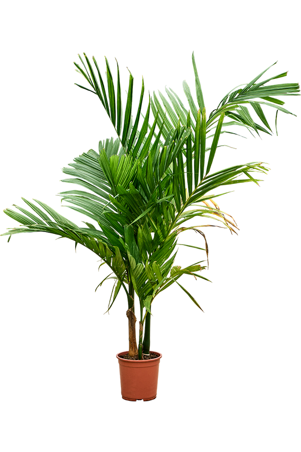 Areca Catechu