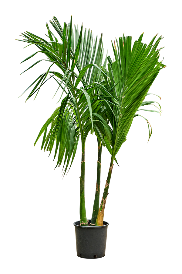Areca Catechu