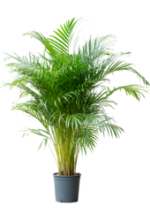 Aréca (chrysalidocarpus) Lutescens