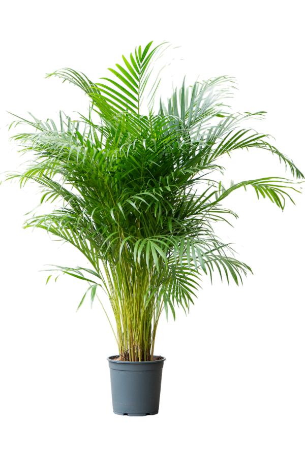 Aréca (chrysalidocarpus) Lutescens