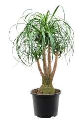 Beaucarnea Recurvata