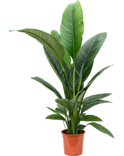 Spathiphyllum