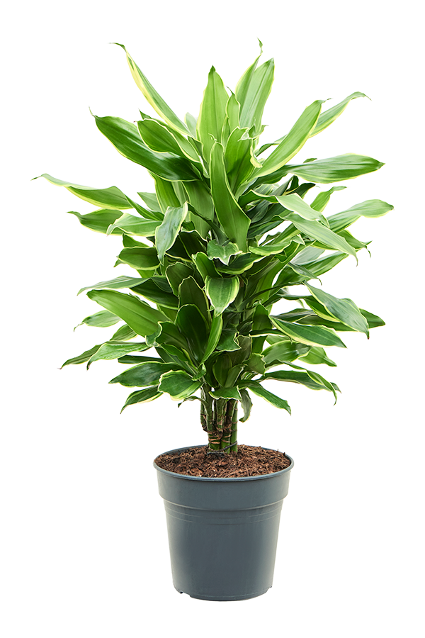 Dracaena Fragrans Golden Coast