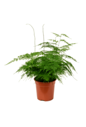 Asparagus Setaceus Plumosus