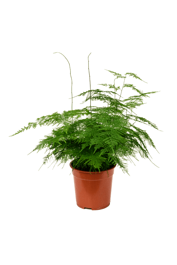 Asparagus Setaceus Plumosus