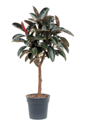 Ficus Elastica Abidjan