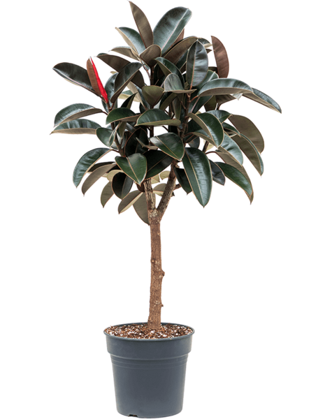 Ficus