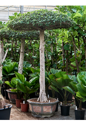 Ficus Microcarpa Compacta