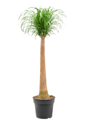 Beaucarnea Recurvata