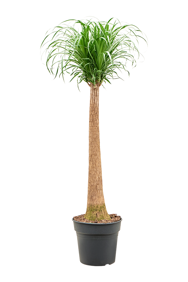 Beaucarnea Recurvata