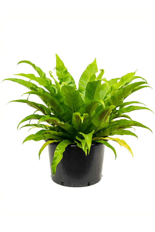 Asplenium Antiquum