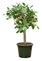 Ficus Benghalensis Audrey