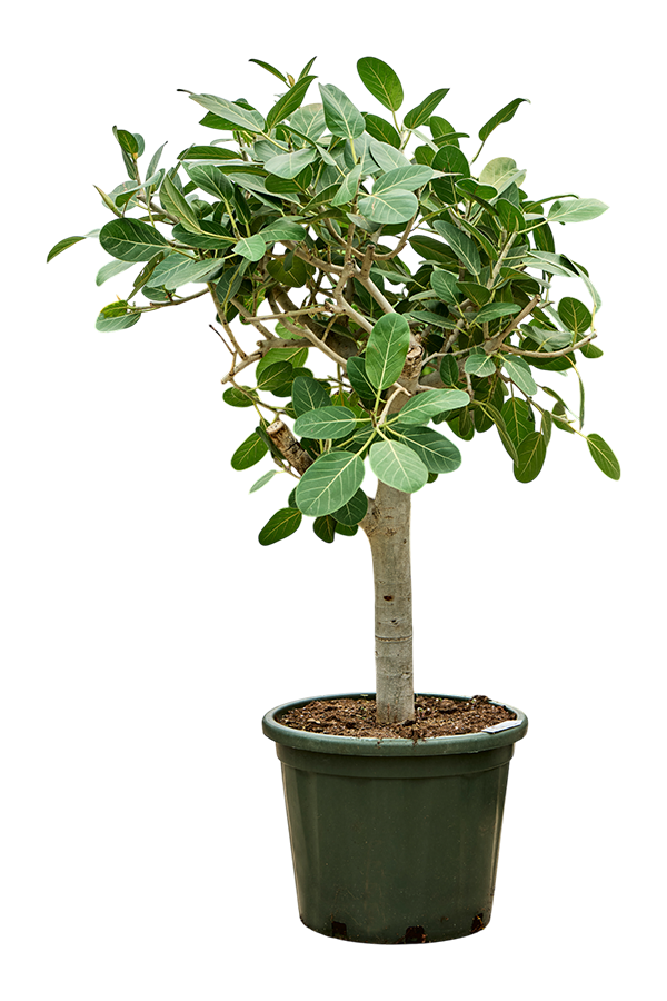 Ficus Benghalensis Audrey