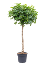 Schefflera Arboricola Compacta