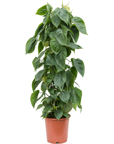 Philodendron