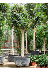 Ficus Rubiginosa Australis